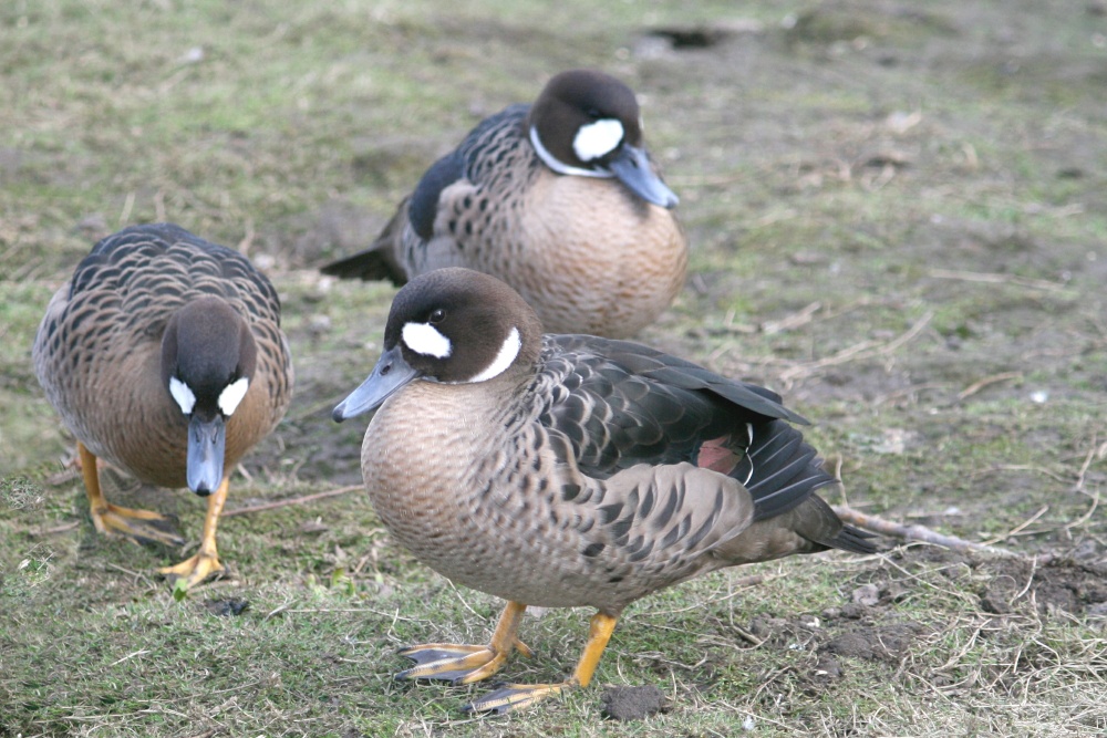 Bronze-winged or Spectacled Ducks