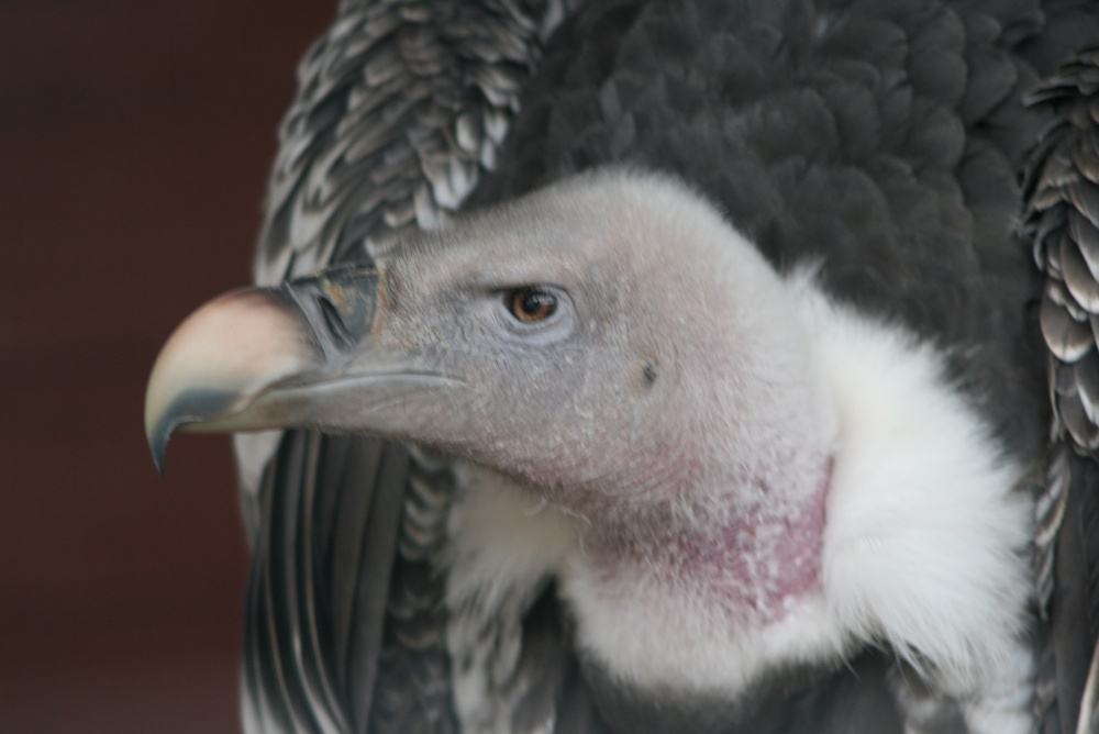 Gandalf-Purells Griffon Vulture