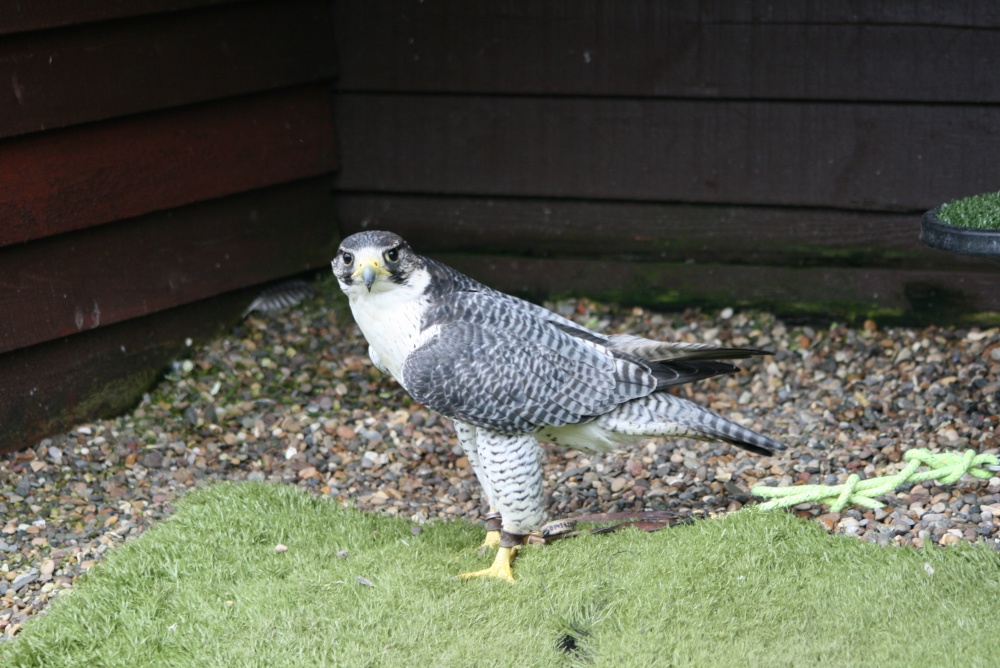 Saxon-Gyr Peregrine