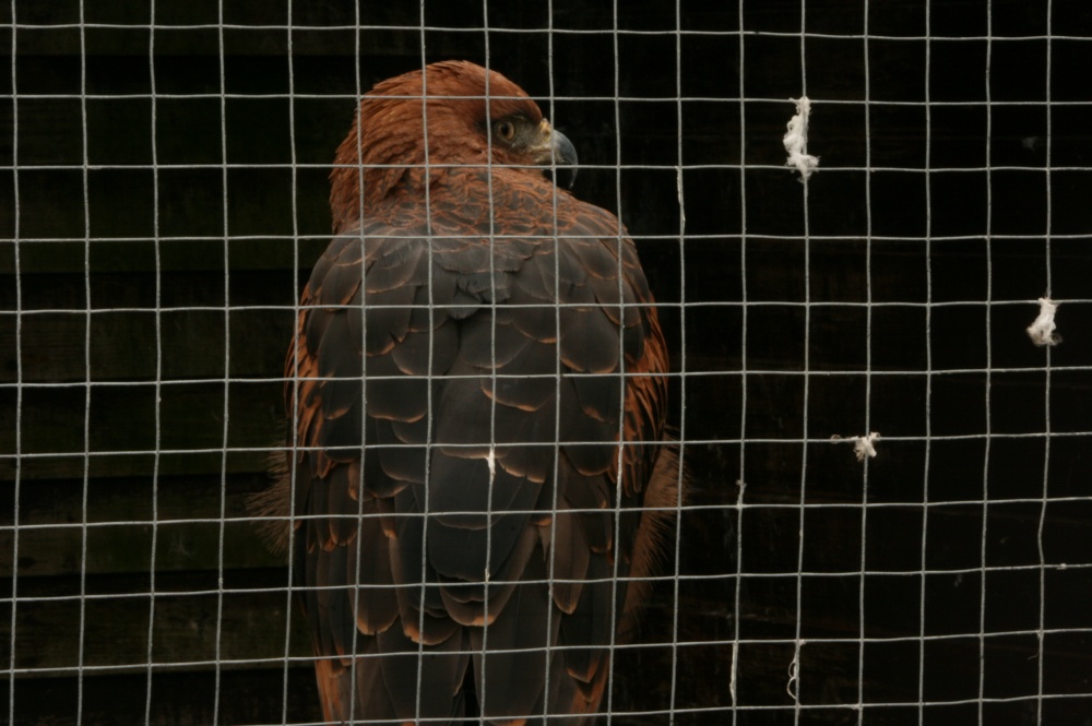 Honey-Savannah Hawk