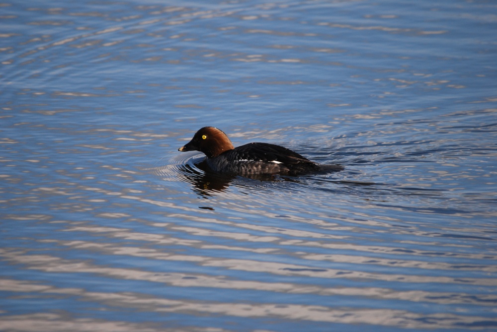 Female Goldeneye