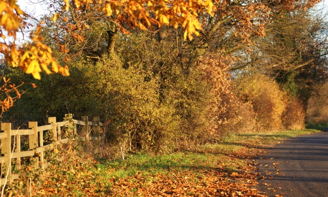 Autumn colours