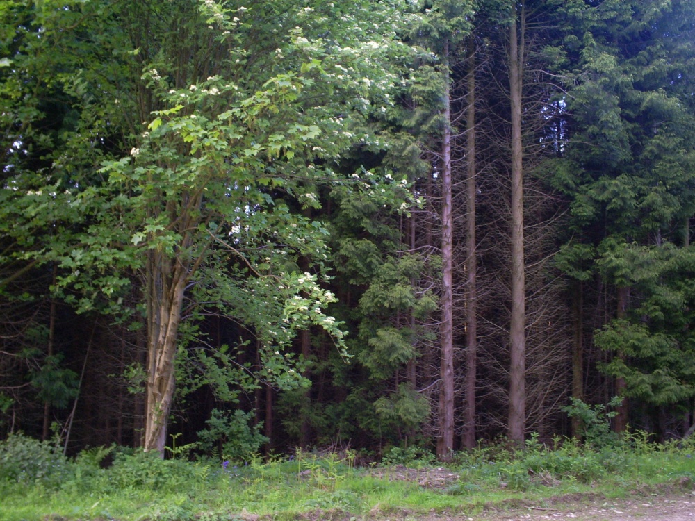 Photograph of A walk in the woods