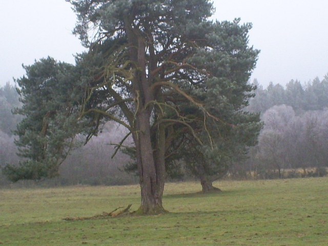 Photograph of Field near Hamsterly Forest