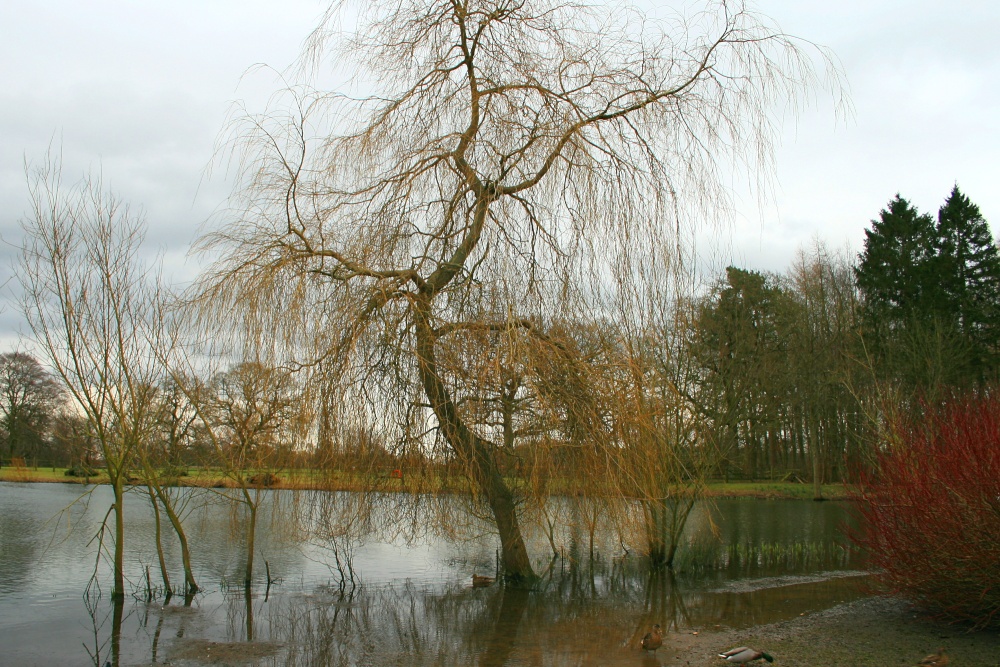 The lake at Nidd.