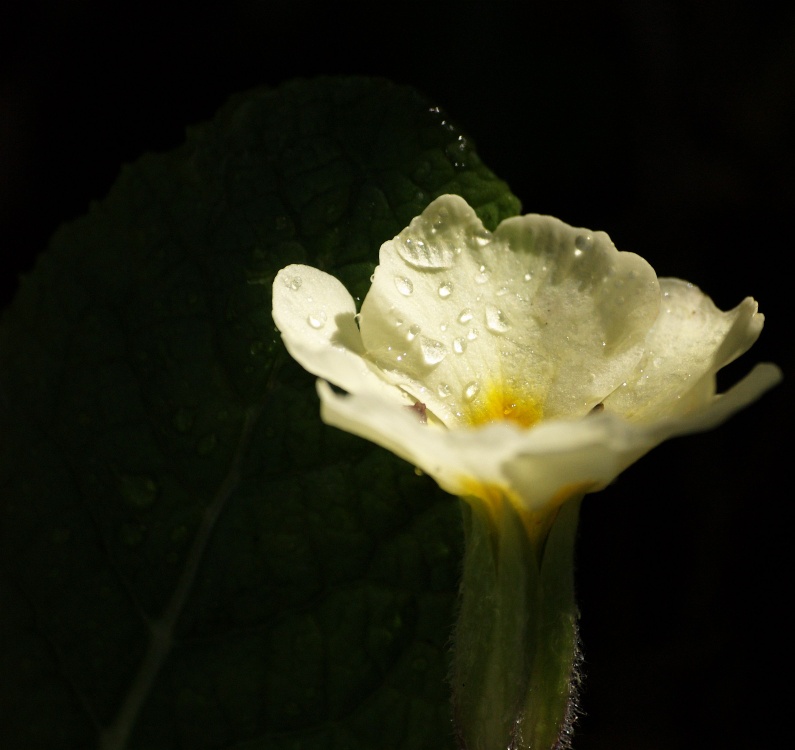 Primrose in sunlight, Steeple Claydon, Bucks