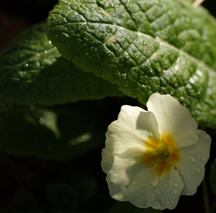 Primrose in sunlight with raindrops, Steeple Claydon, Bucks