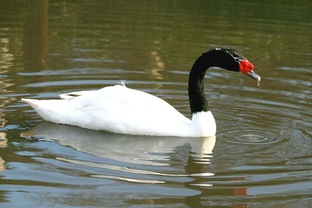 Black-necked Swan