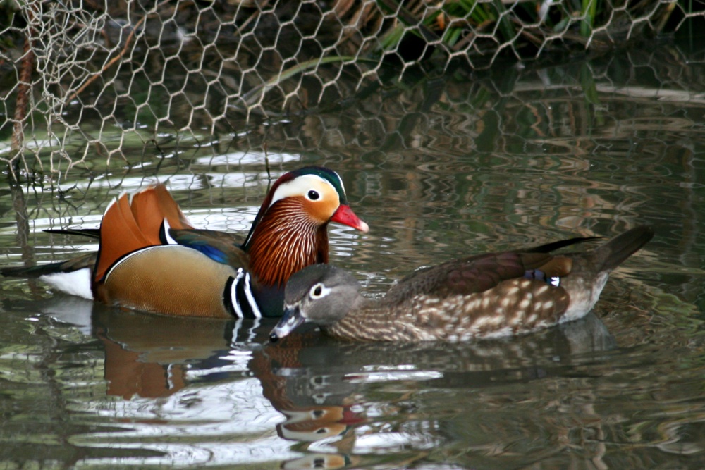 Mandarin Ducks.