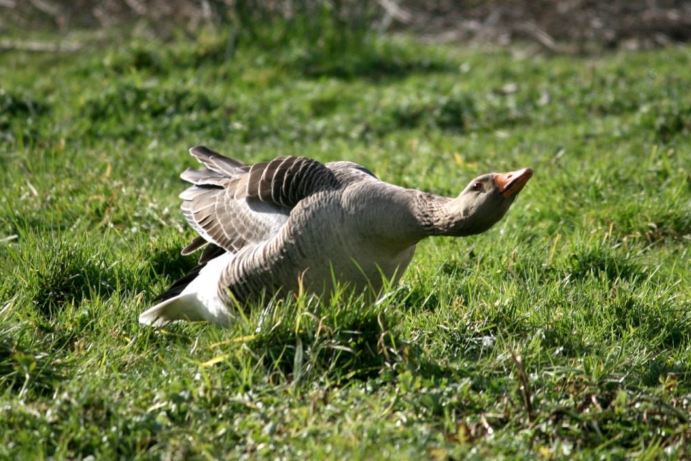 Greylag