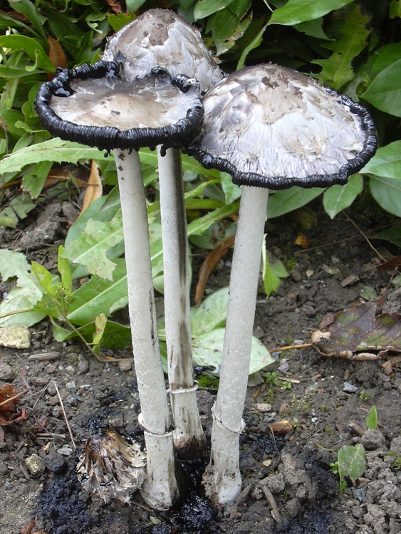 Mature Shaggy Ink Cap