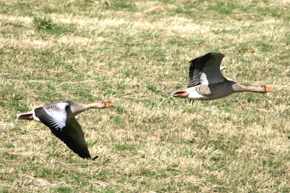 Greylag Geese