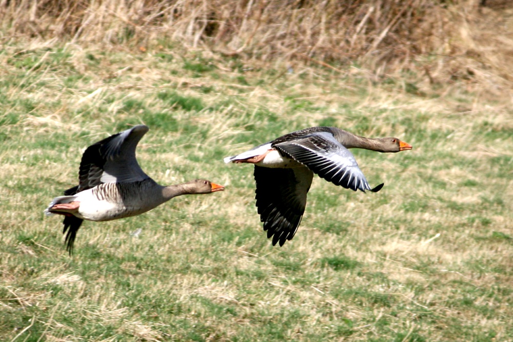 Greylag Geese