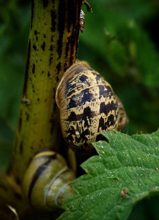 Its a long climb for a snail