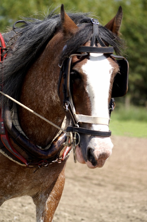 Shire horse