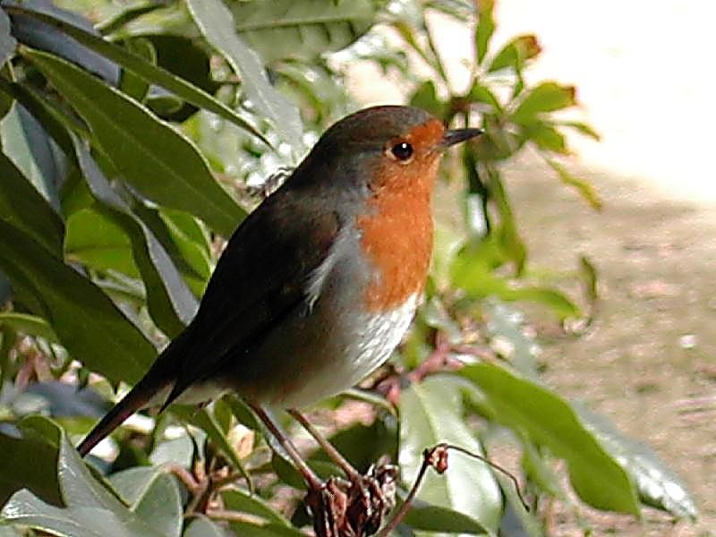 Photograph of Robin Redbreast