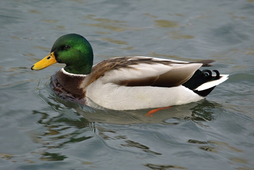 Dinton Pastures