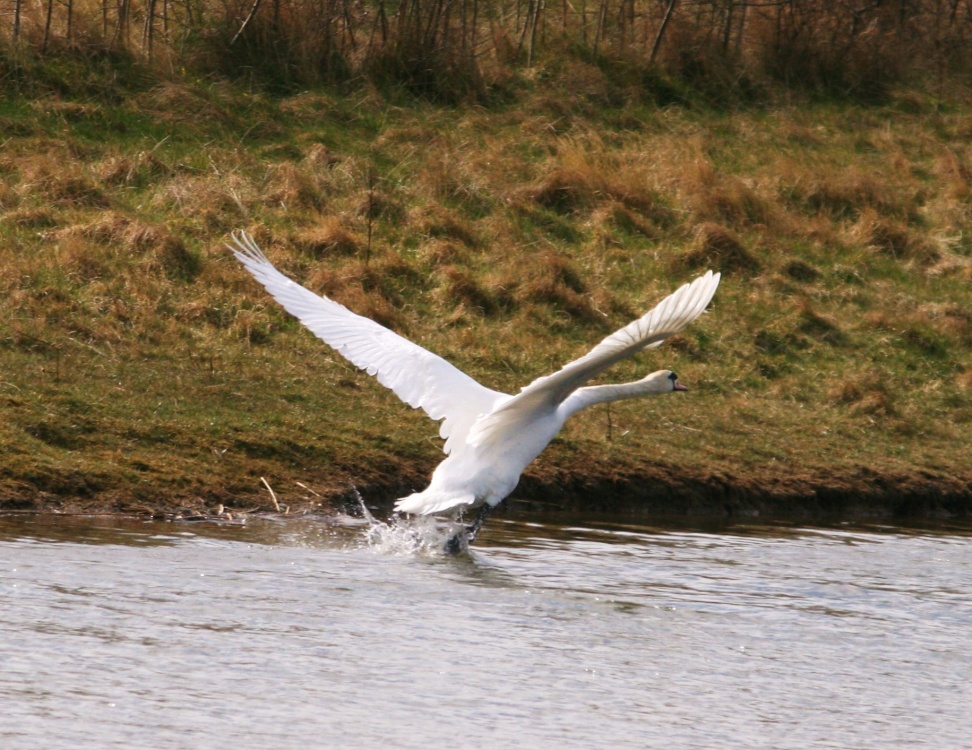 Mute Swan.