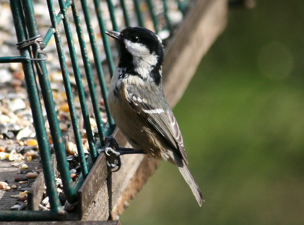 Coal Tit.