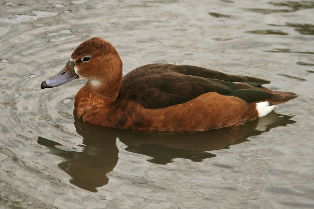 Ferruginous Duck.