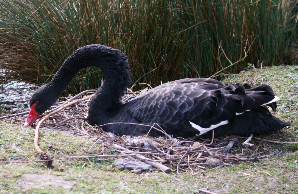 Black Swan.