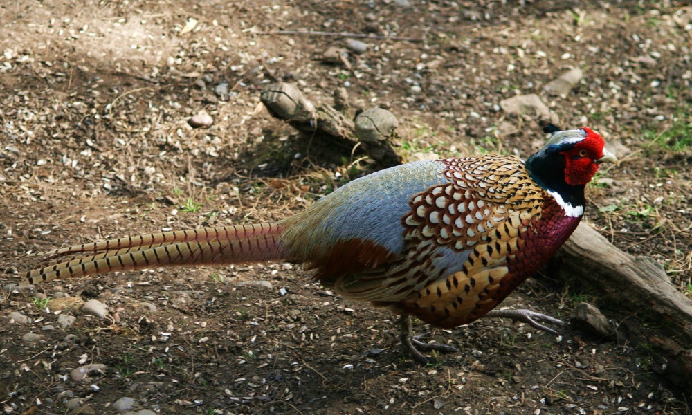 Pheasant Male.