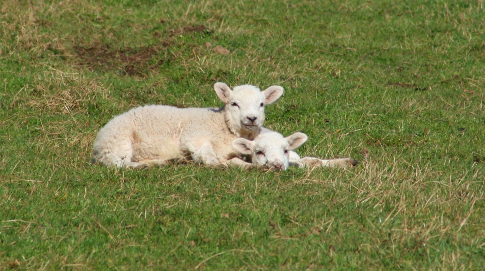 Lambs