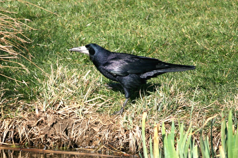 A Rook