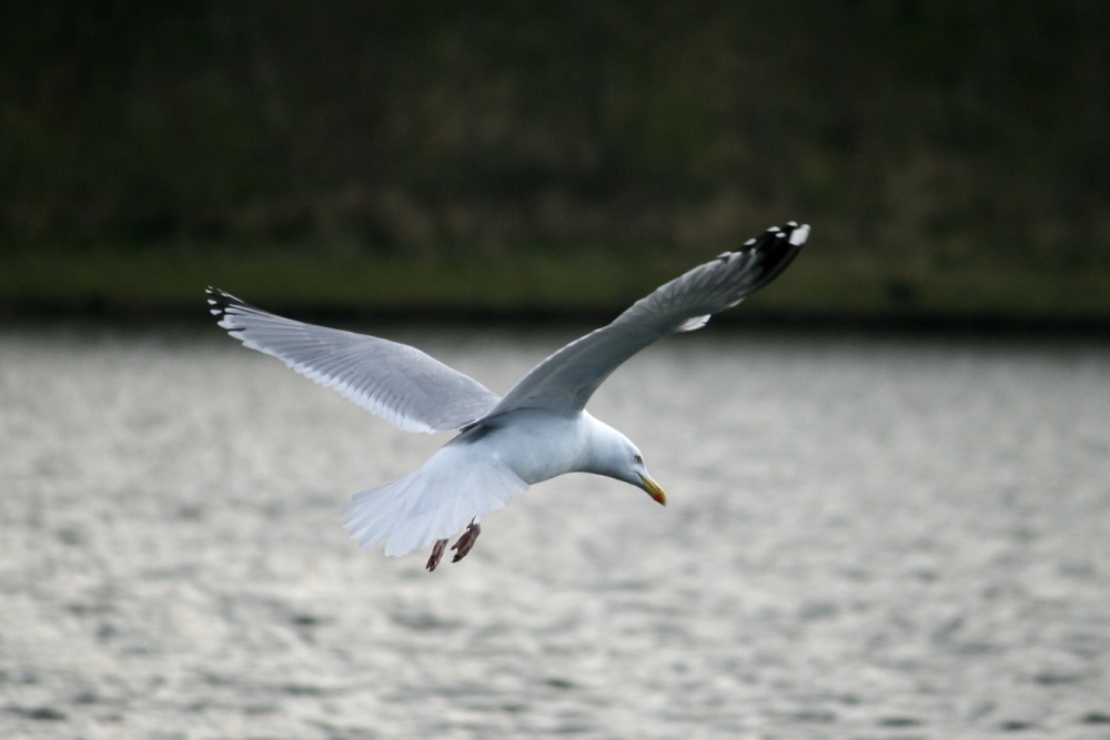 Herring Gull.