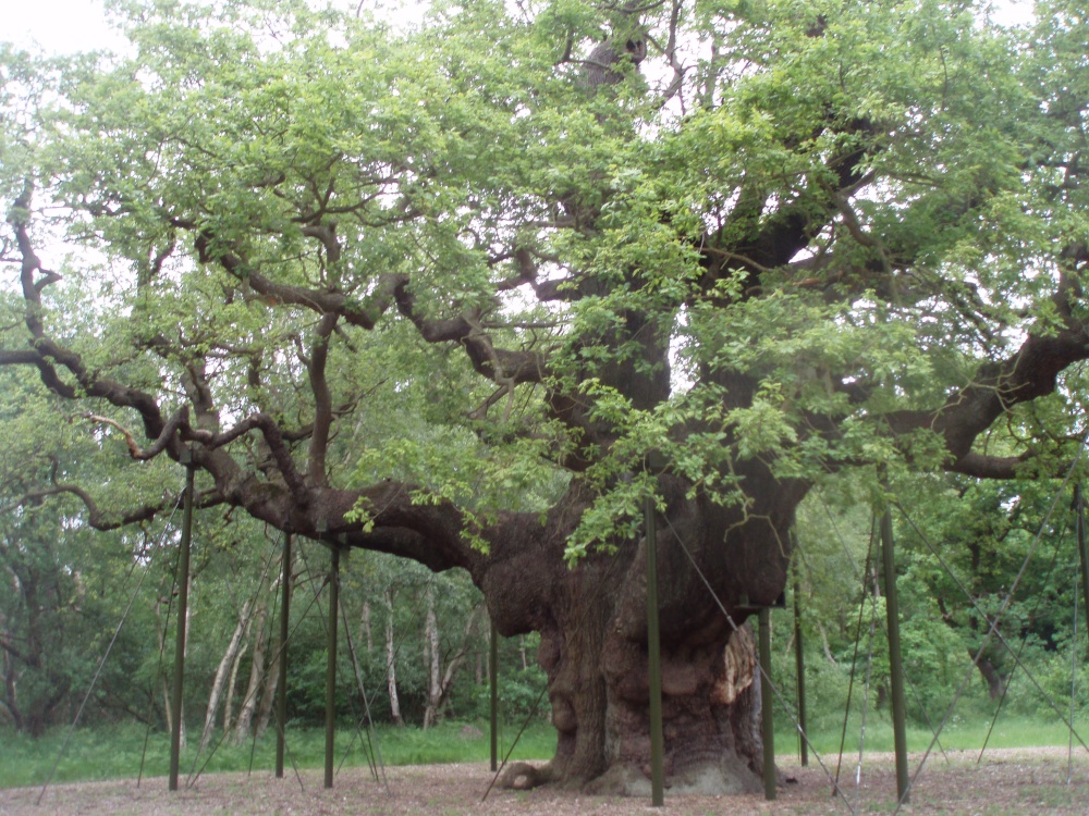 Photograph of Sherwood Forest 500 year old tree