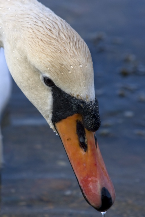 Swan at Keyhaven