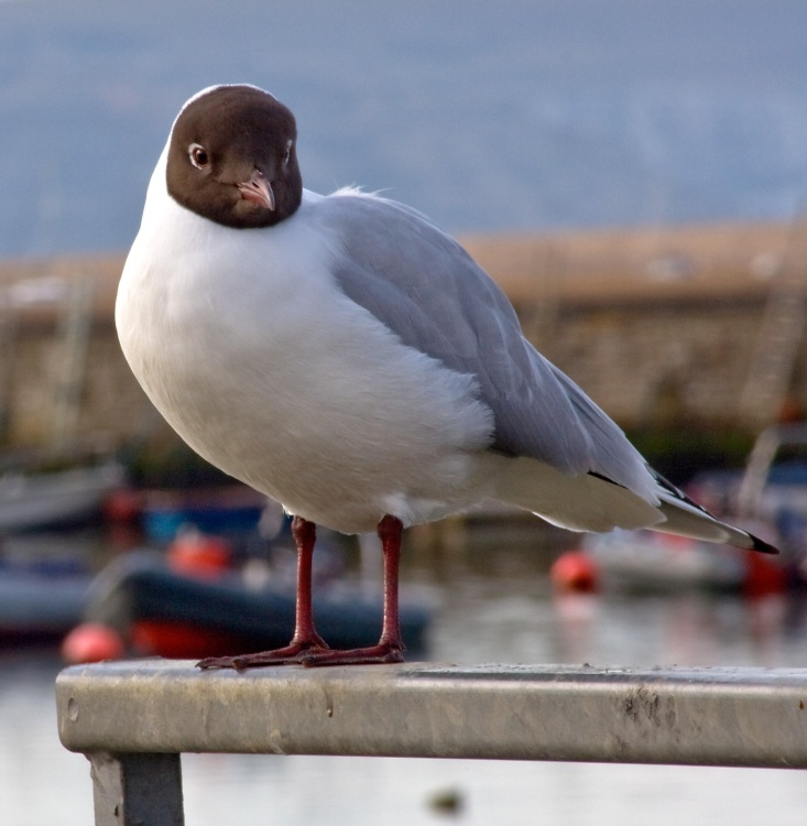 Seagull at Keyhaven