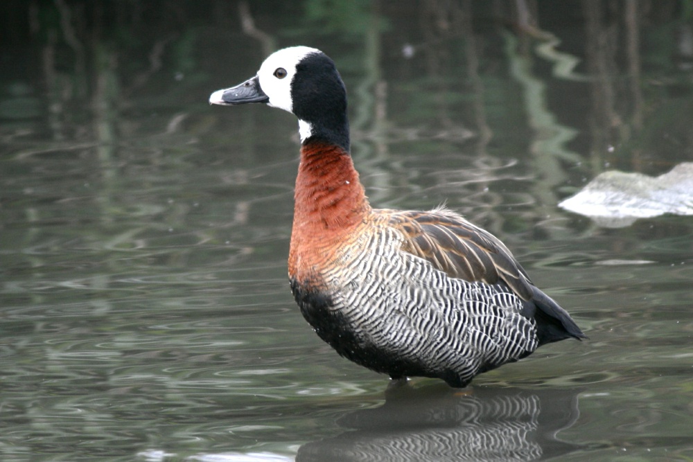 White Faced Whistling Duck