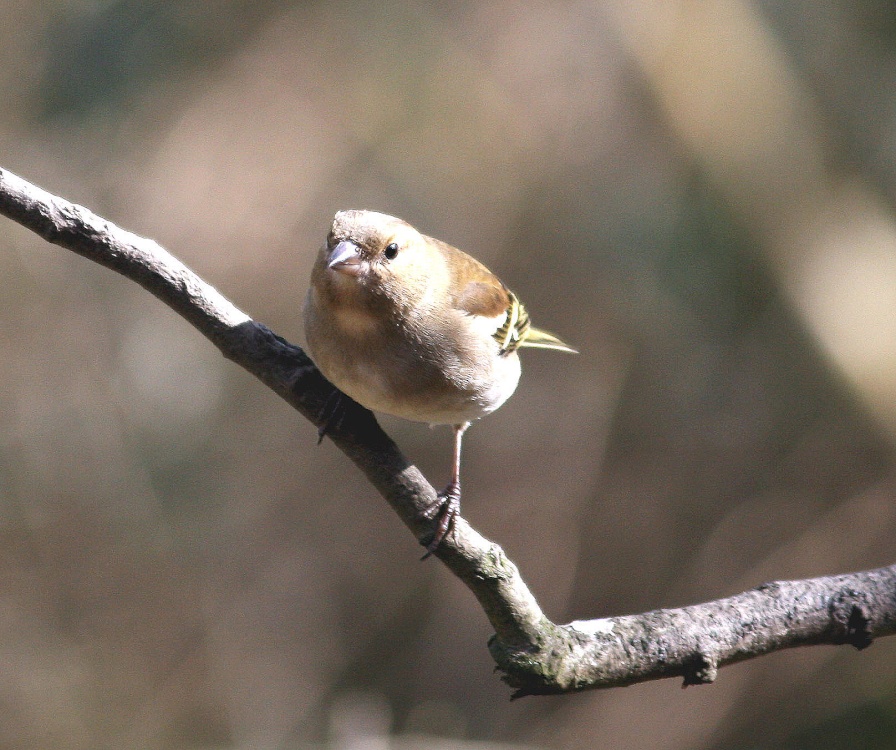 Female Chaffinch.