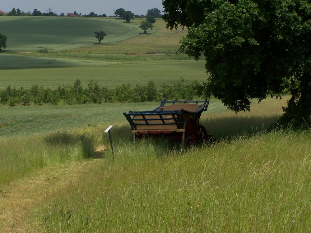 Old cart under tree at Hyde Hall