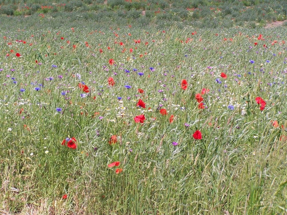 Wild flower meadow at Hyde Hall