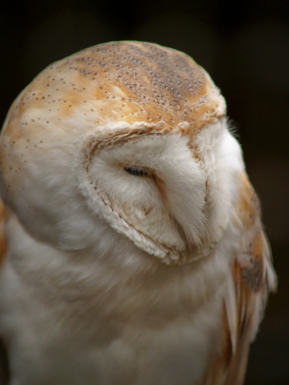 The Barn Owl