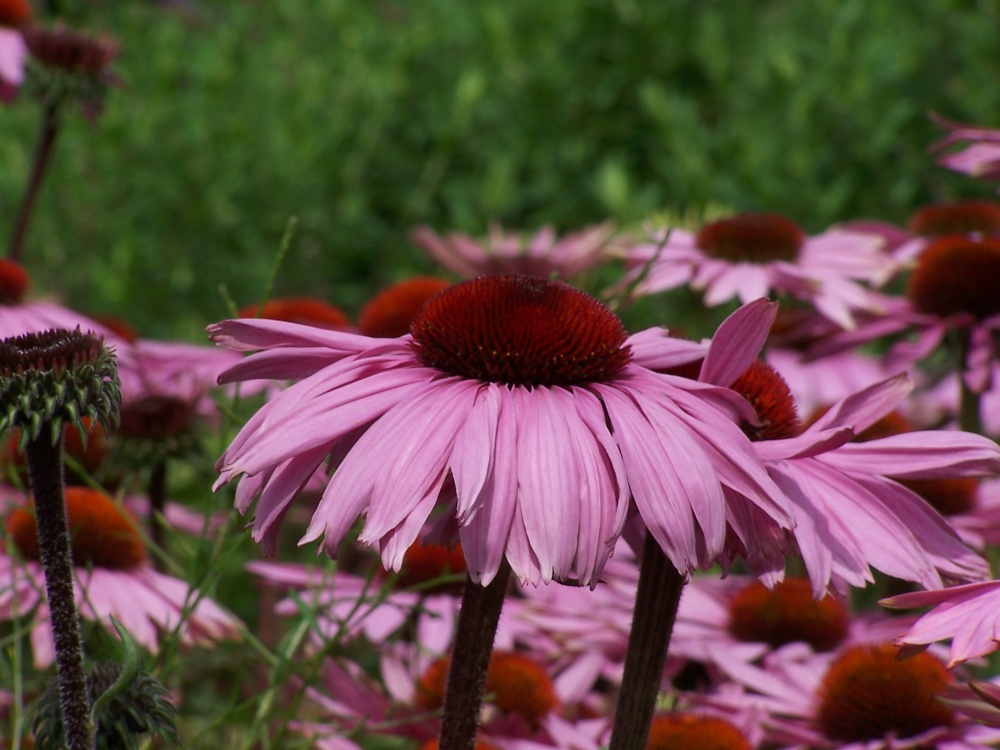 Echinacea at Hyde Hall Gardens