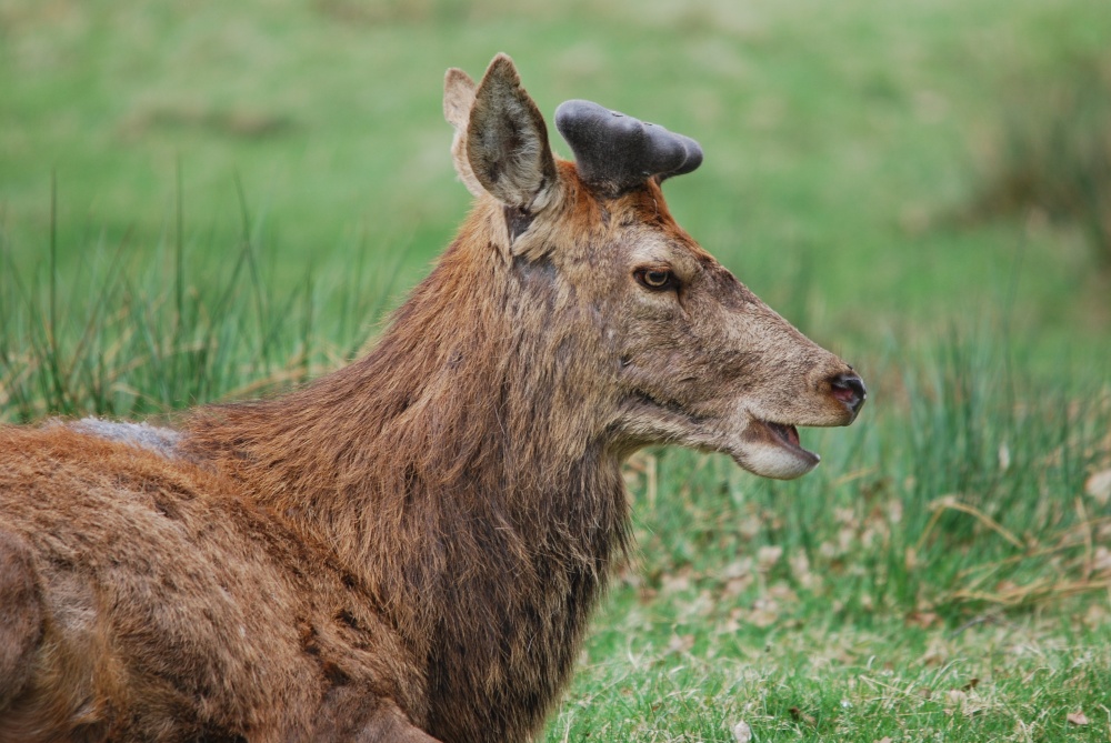 Red Deer