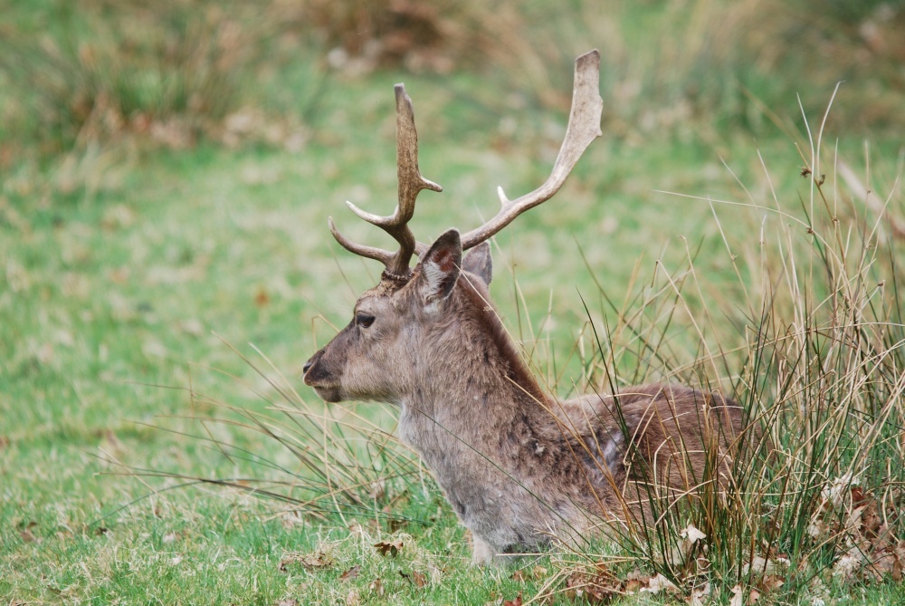 Fallow Deer