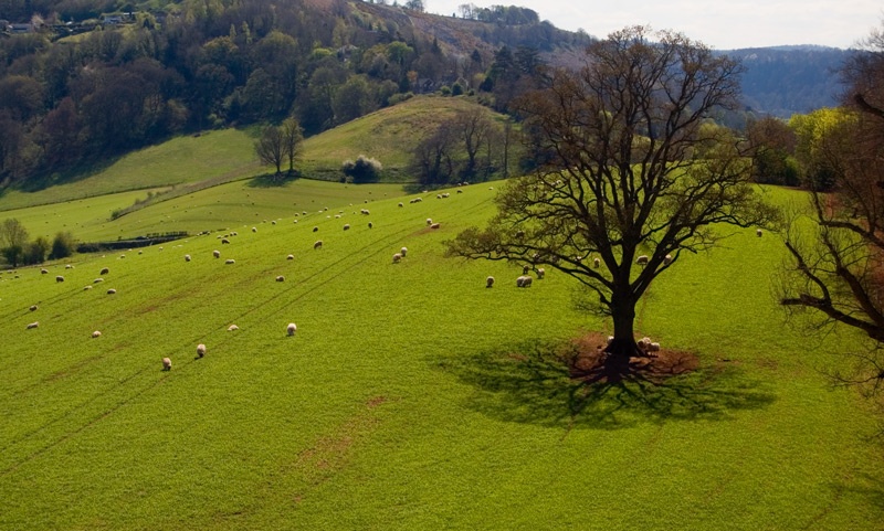 Sheep in the field