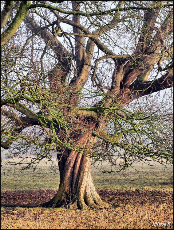 Tree at the Abbey