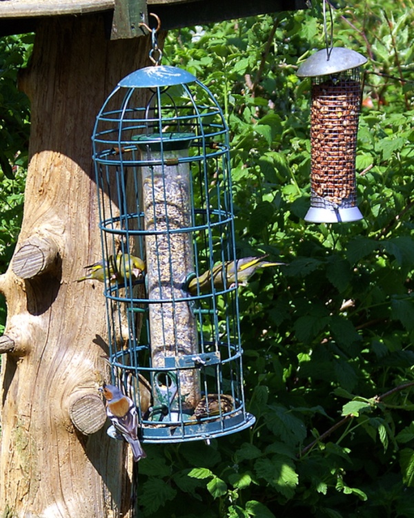 Finches in one of the gardens.