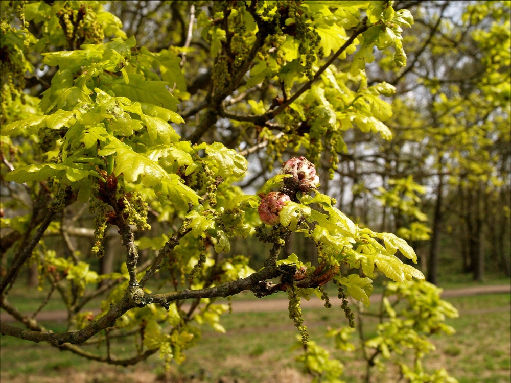 Flowering oak tree, Wimbledon Common photo by Tony Tooth