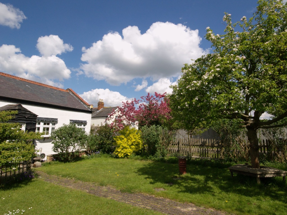 My garden, Steeple Claydon, Bucks