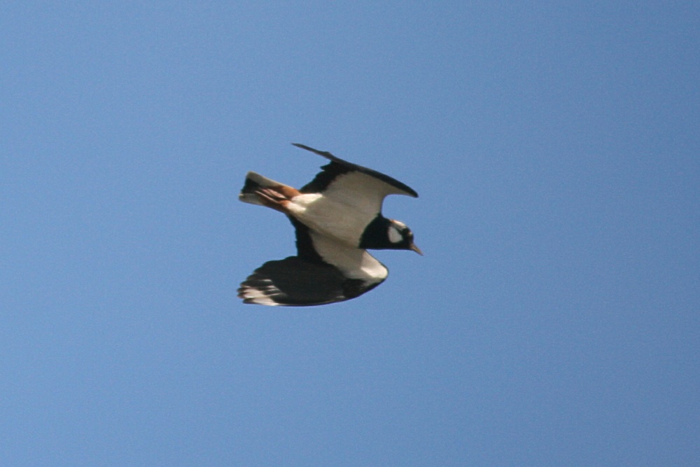 Lapwing.