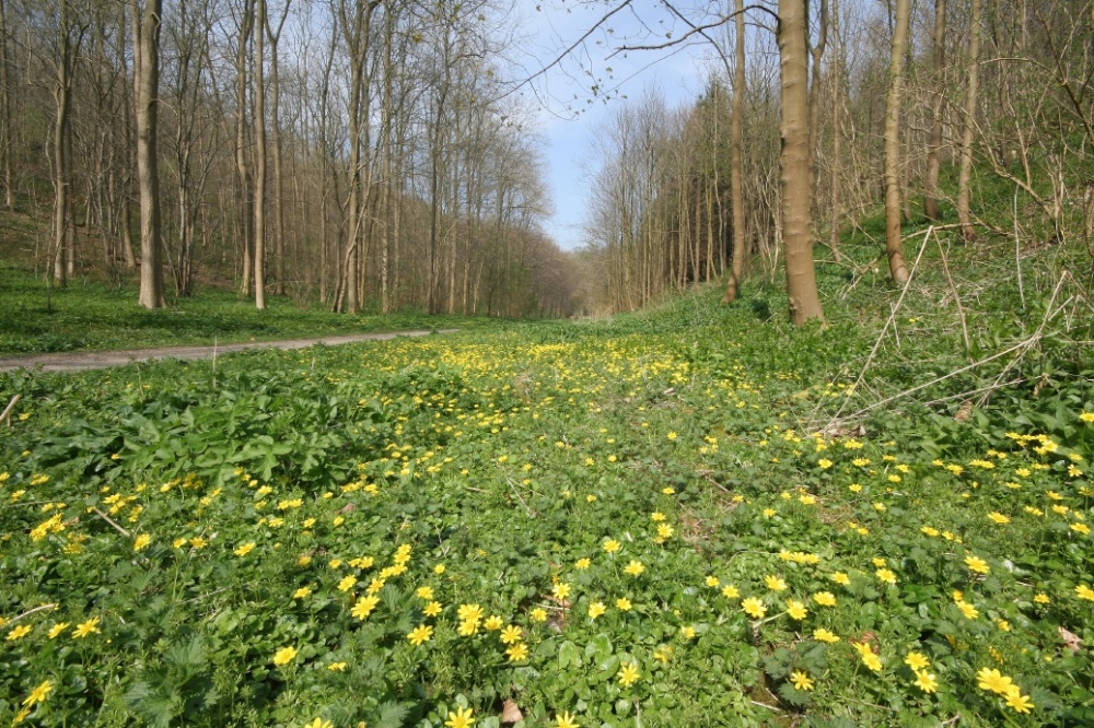 Photograph of Millington Wood 7