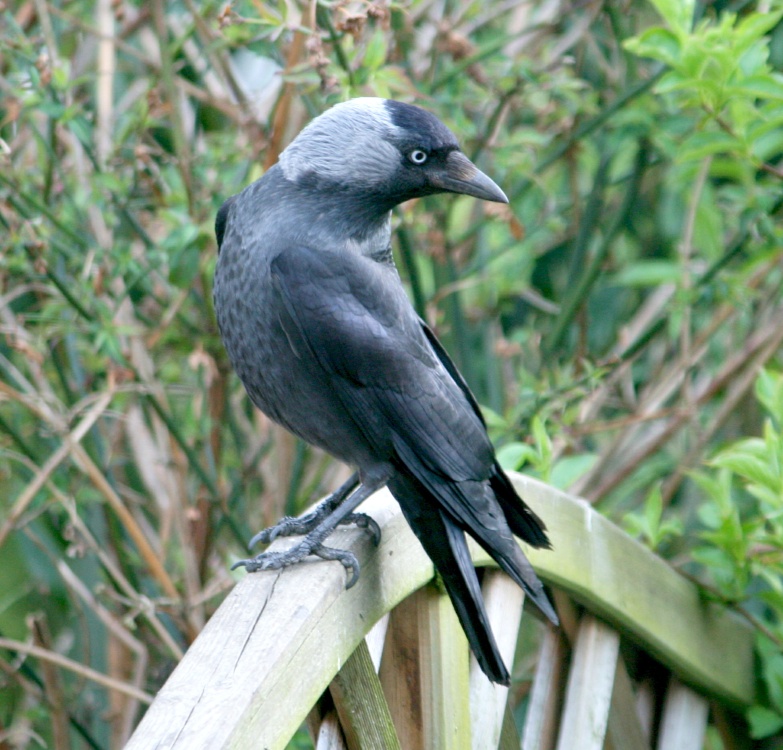 Jackdaw.