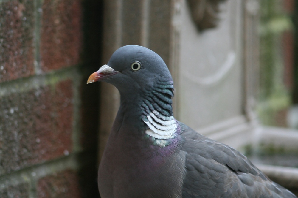 Woodpigeon.