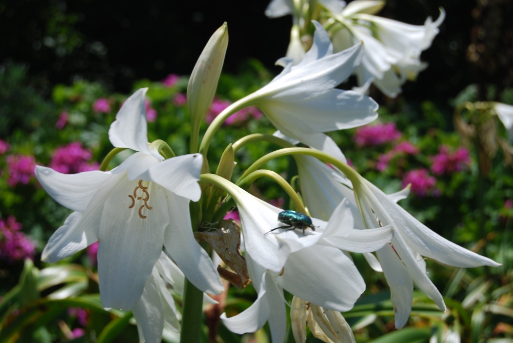 In the Botanic Gardens